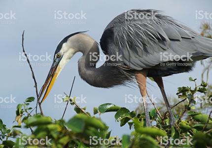 Blue heron building a nest