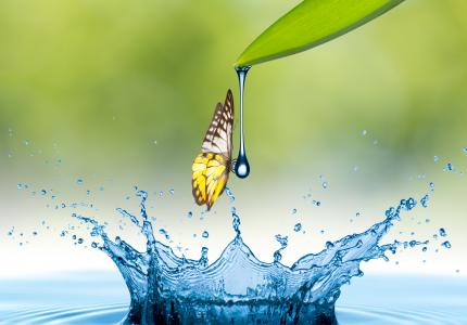 Splash water drop with butterfly