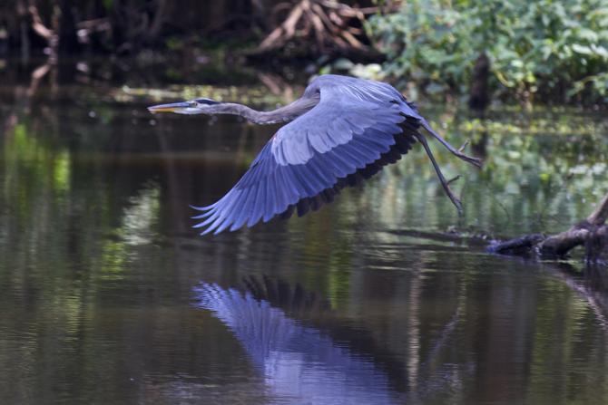 Flying Blue Heron