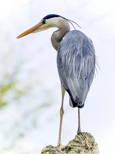 Blue Heron looking left