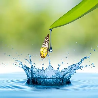 Splash water drop with butterfly